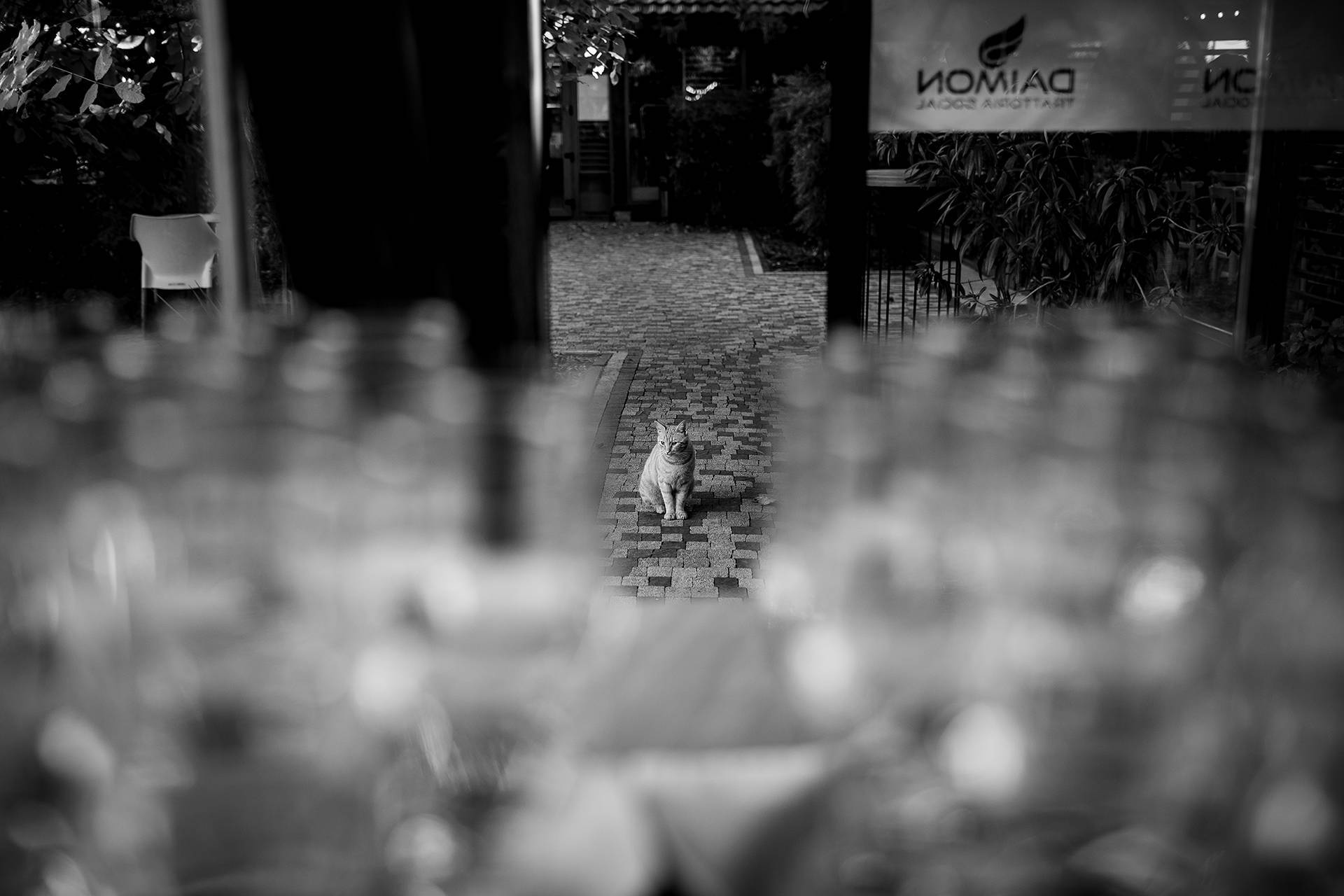 nunta bucuresti diana vlad 20 pisica